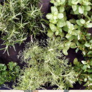Creating a Beautiful Herb Garden: A Simple Guide for Beginners