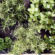 Creating a Beautiful Herb Garden: A Simple Guide for Beginners