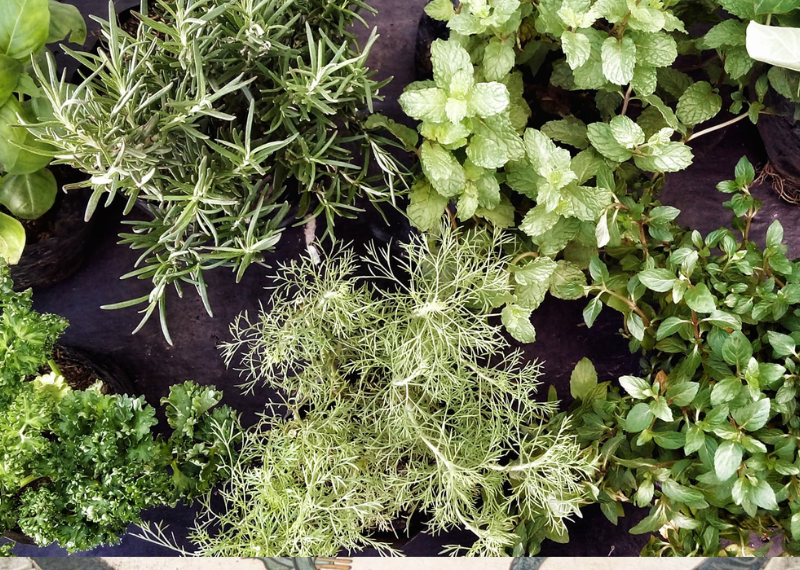 Creating a Beautiful Herb Garden: A Simple Guide for Beginners