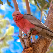 Designing a Wildlife-Friendly Garden in Australia