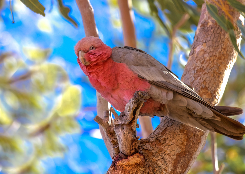 Designing a Wildlife-Friendly Garden in Australia