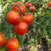 Garden with Fresh Produce How to Start and Maintain Your Own Food Garden