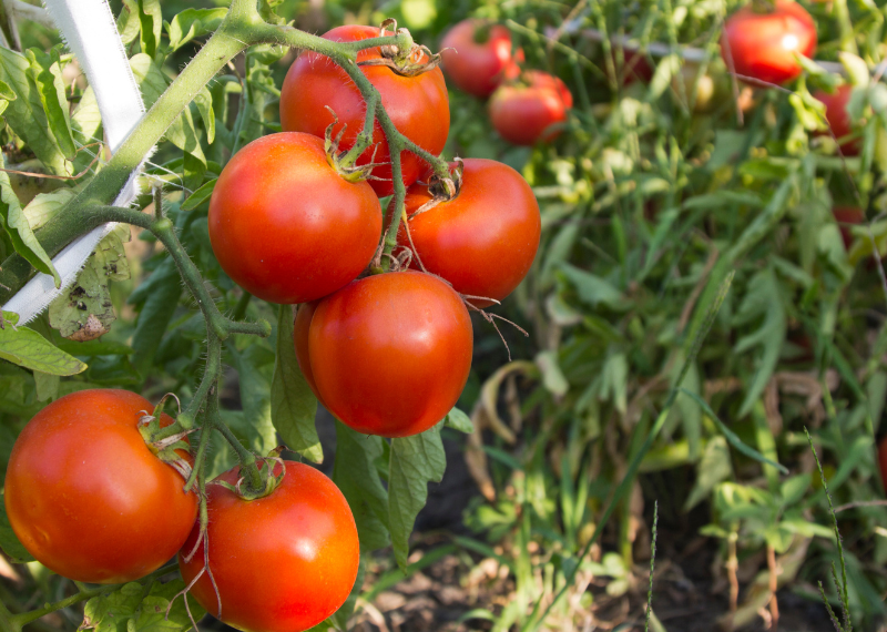 How to Start and Maintain Your Own Food Garden