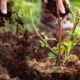 Australian Gardening: Soil Types by State