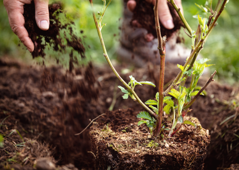 Australian Gardening: Soil Types by State