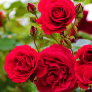 Beginner’s Guide: How to Successfully Plant Roses in Australia