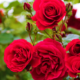 Beginner’s Guide: How to Successfully Plant Roses in Australia