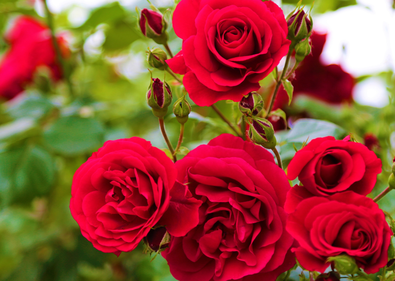 Beginner’s Guide: How to Successfully Plant Roses in Australia