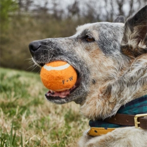 Gifts For Pets