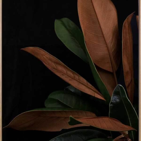 New Leaf Canvas Art Print