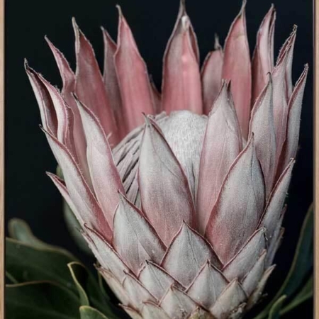 King of Flowers Canvas Art Print