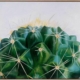 Cacti Canvas Art Print