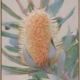 Golden Banksia Canvas Art Print