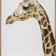 Giraffe1 Canvas Art Print