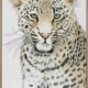 Leopard Spots Canvas Art Print