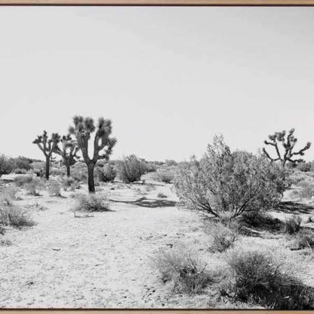 Joshua Tree Canvas Art Print
