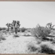 Joshua Tree Canvas Art Print