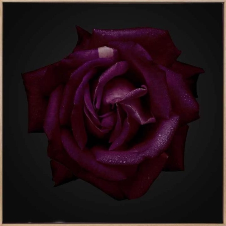 Enchantress Canvas Art Print