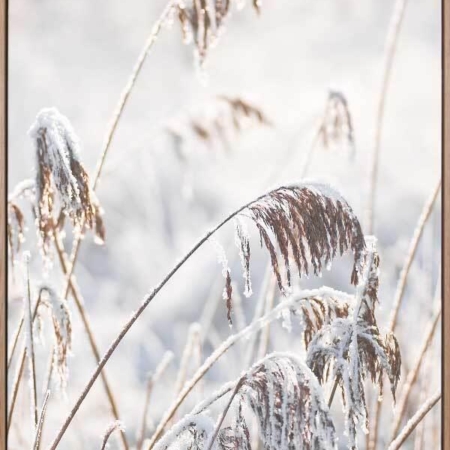 Pampas Frost Canvas Art Print