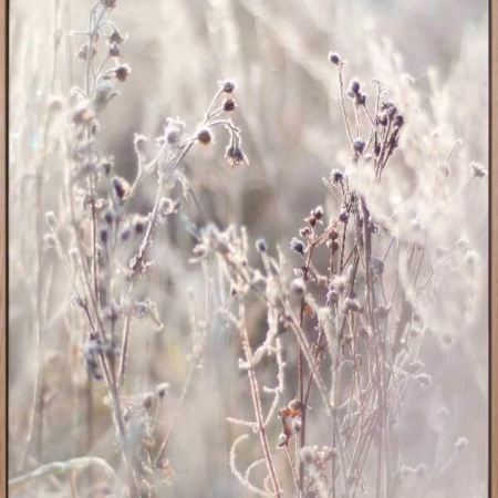 Thistle Frost Canvas Art Print