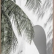 Palm Shadows Canvas Art Print
