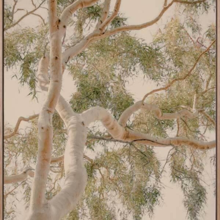 Golden Hour Gum Tree Canvas Art Print