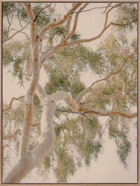 Golden Hour Gum Tree Canvas Art Print
