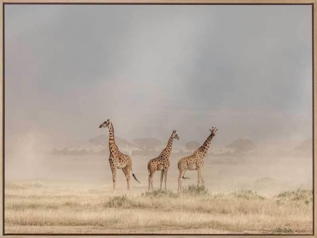 It's a Giraffe's world Canvas Art Print