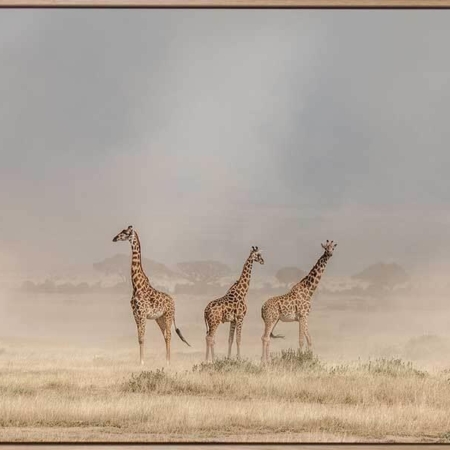 It's a Giraffe's world Canvas Art Print