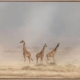 It's a Giraffe's world Canvas Art Print