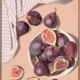 Fresh Figs Canvas Art Print