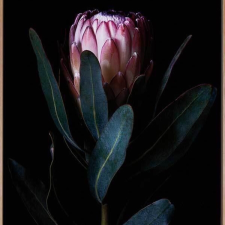 Protea Portrait Canvas Art Print