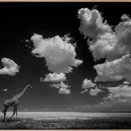 A Long Walk Home Canvas Art Print