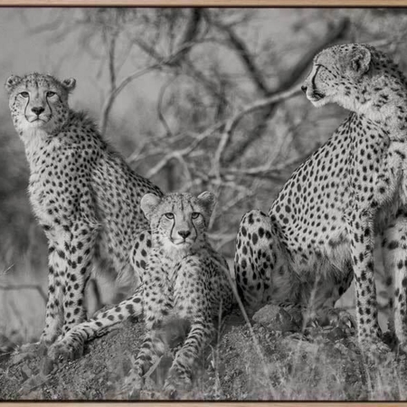 Cheetah Tribe Canvas Art Print