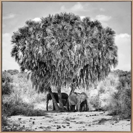 Elephants in Hiding Canvas Art Print