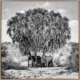 Elephants in Hiding Canvas Art Print