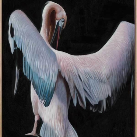 Pelican Canvas Art Print