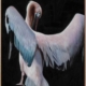 Pelican Canvas Art Print