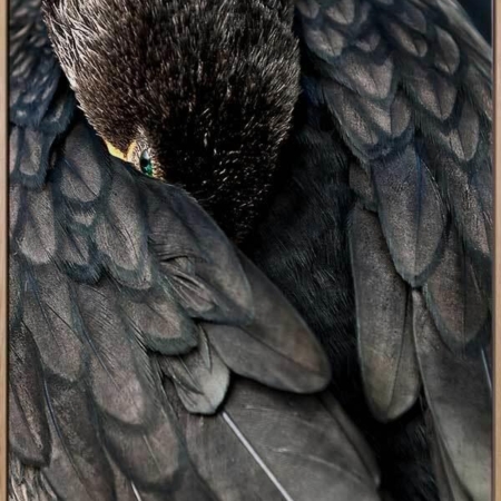 Duck Down Canvas Art Print