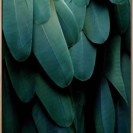 Green Jay Canvas Art Print