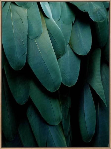 Green Jay Canvas Art Print