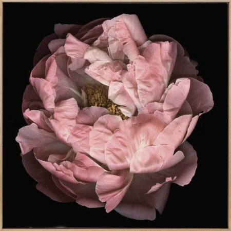 Hopeful I Canvas Art Print