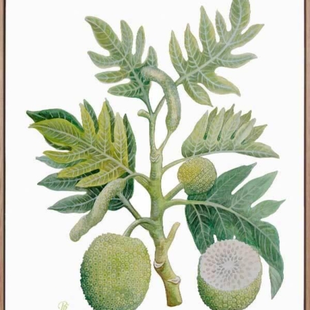 Breadfruit Canvas Art Print