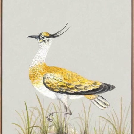 Golden Plover Canvas Art Print