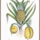 Pineapples Canvas Art Print
