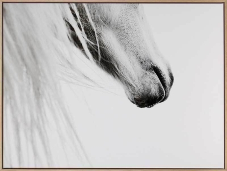 From the Horse's Mouth Canvas Art Print