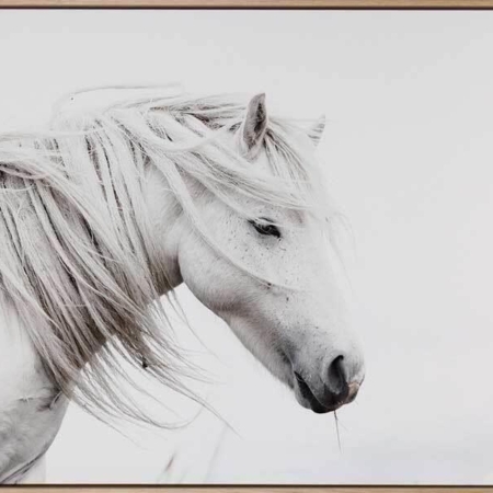 Stallion Canvas Art Print