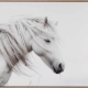 Stallion Canvas Art Print