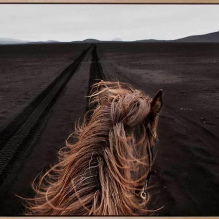 Horse Tracks Canvas Art Print