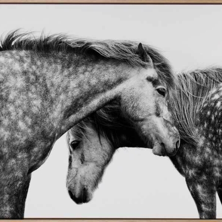 Spotted Horses Canvas Art Print